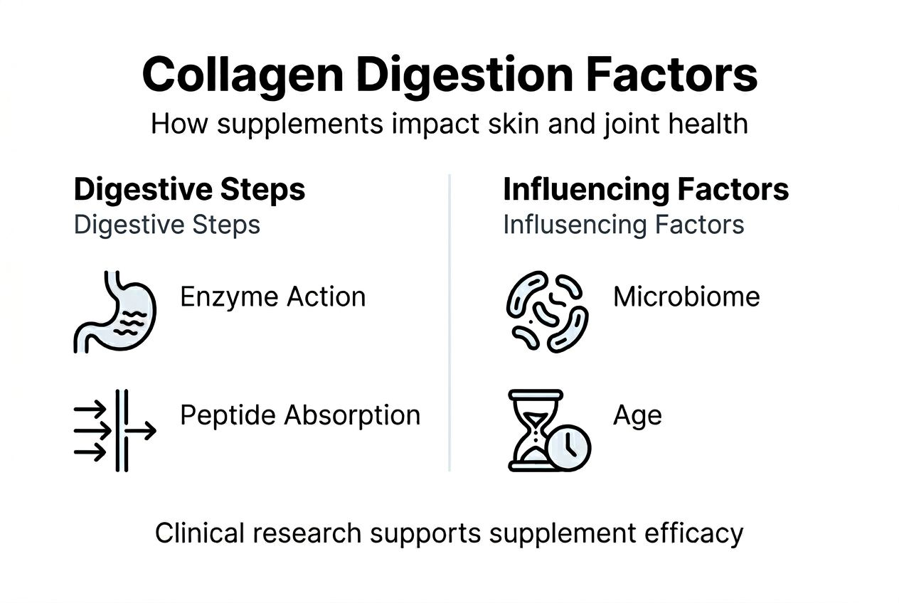 Infographic on collagen digestion influences