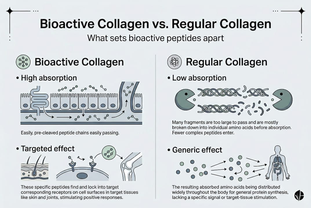Infographic showing differences between collagen types