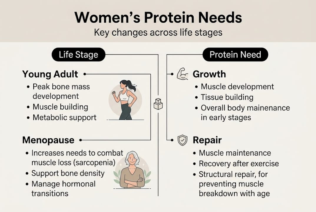 Infographic showing women’s protein needs across life stages