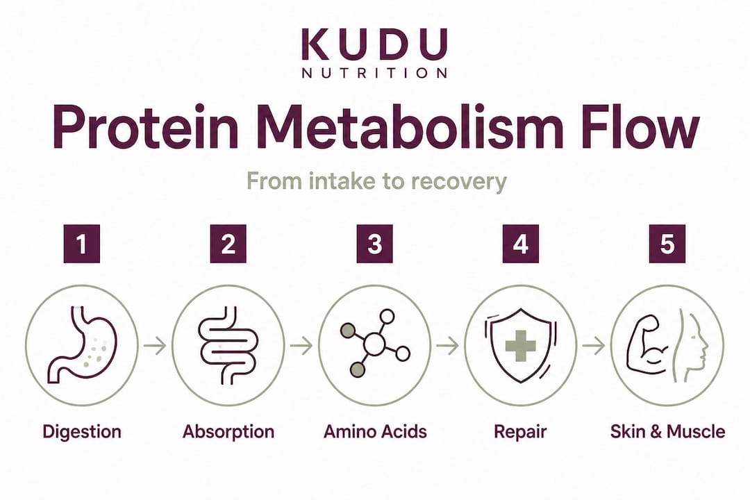 Infographic showing steps in protein metabolism process