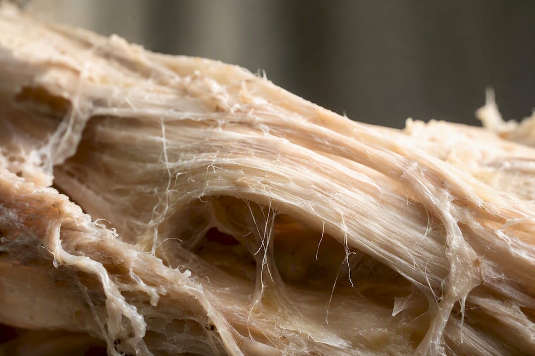 Macro collagen fibers in tendon tissue