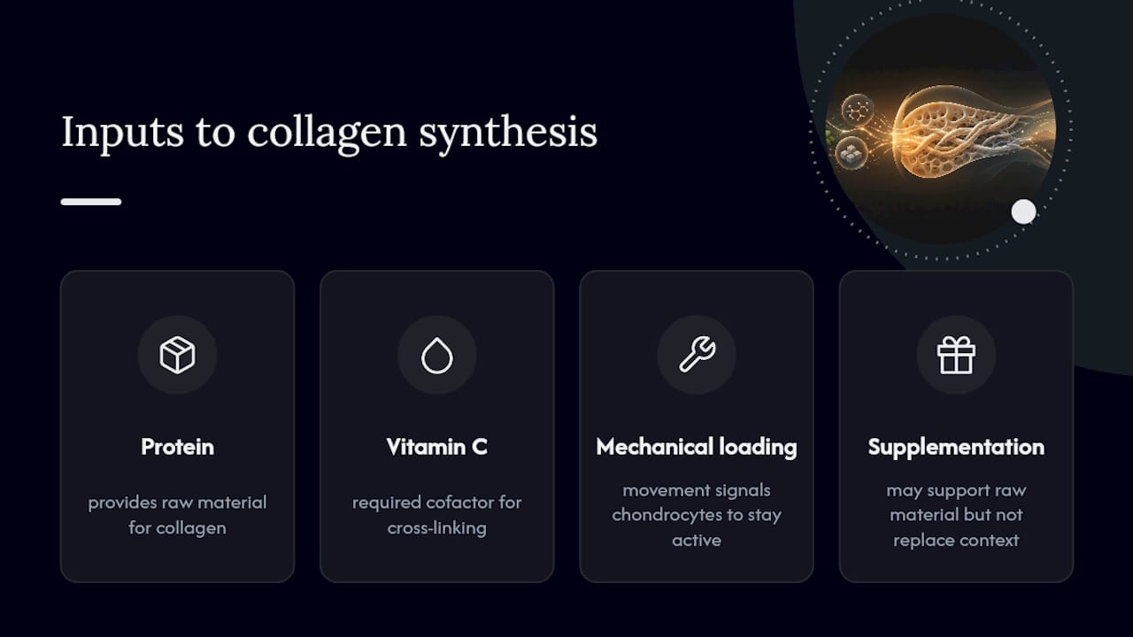 Inputs supporting cartilage collagen synthesis