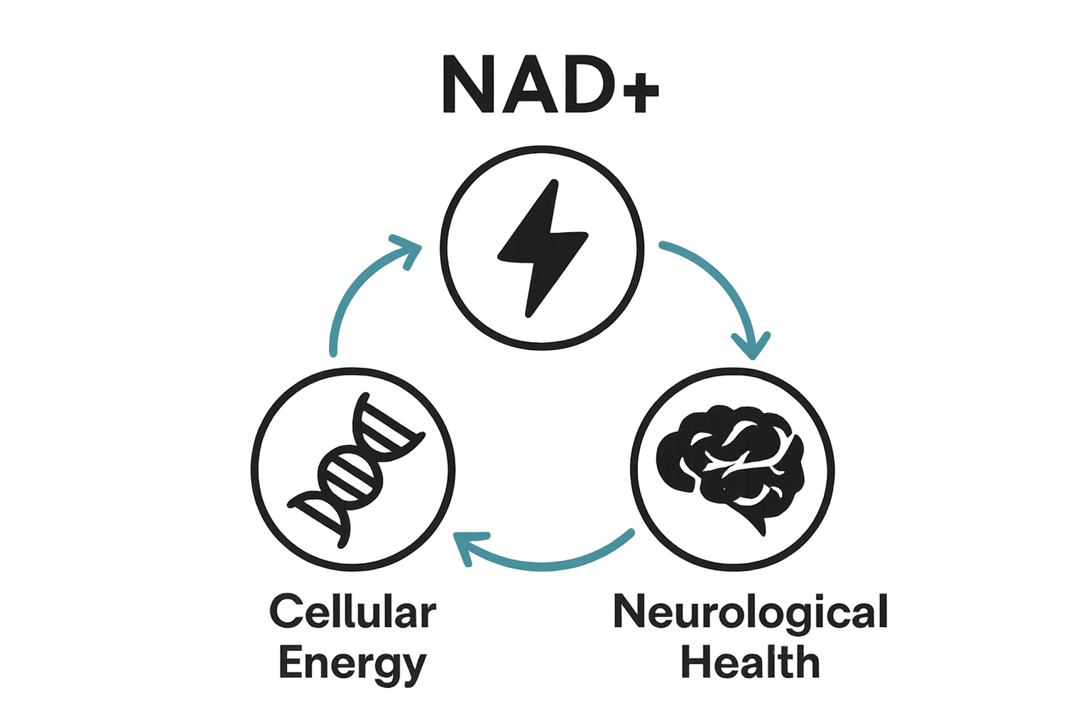 Infographic of NAD plus key benefits