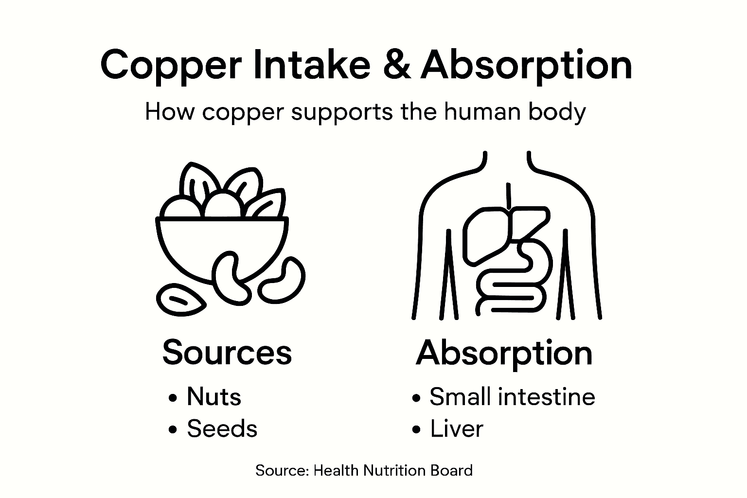 Infographic explains copper intake and absorption
