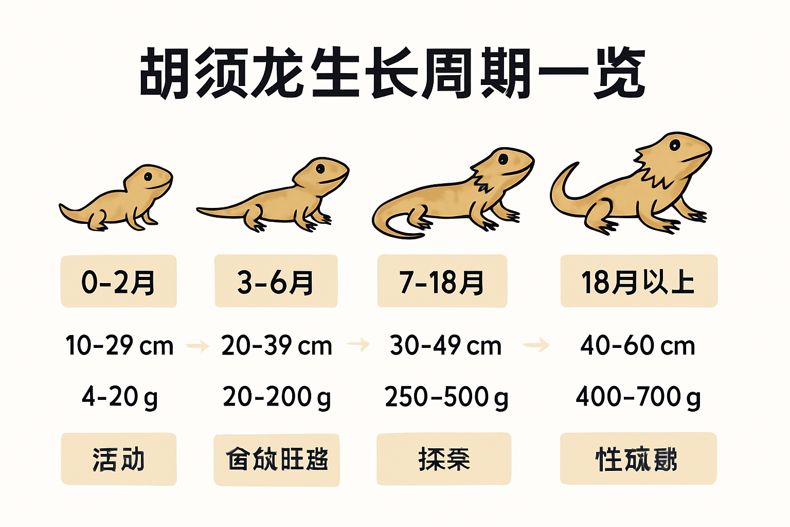 胡须龙生长周期关键阶段信息图