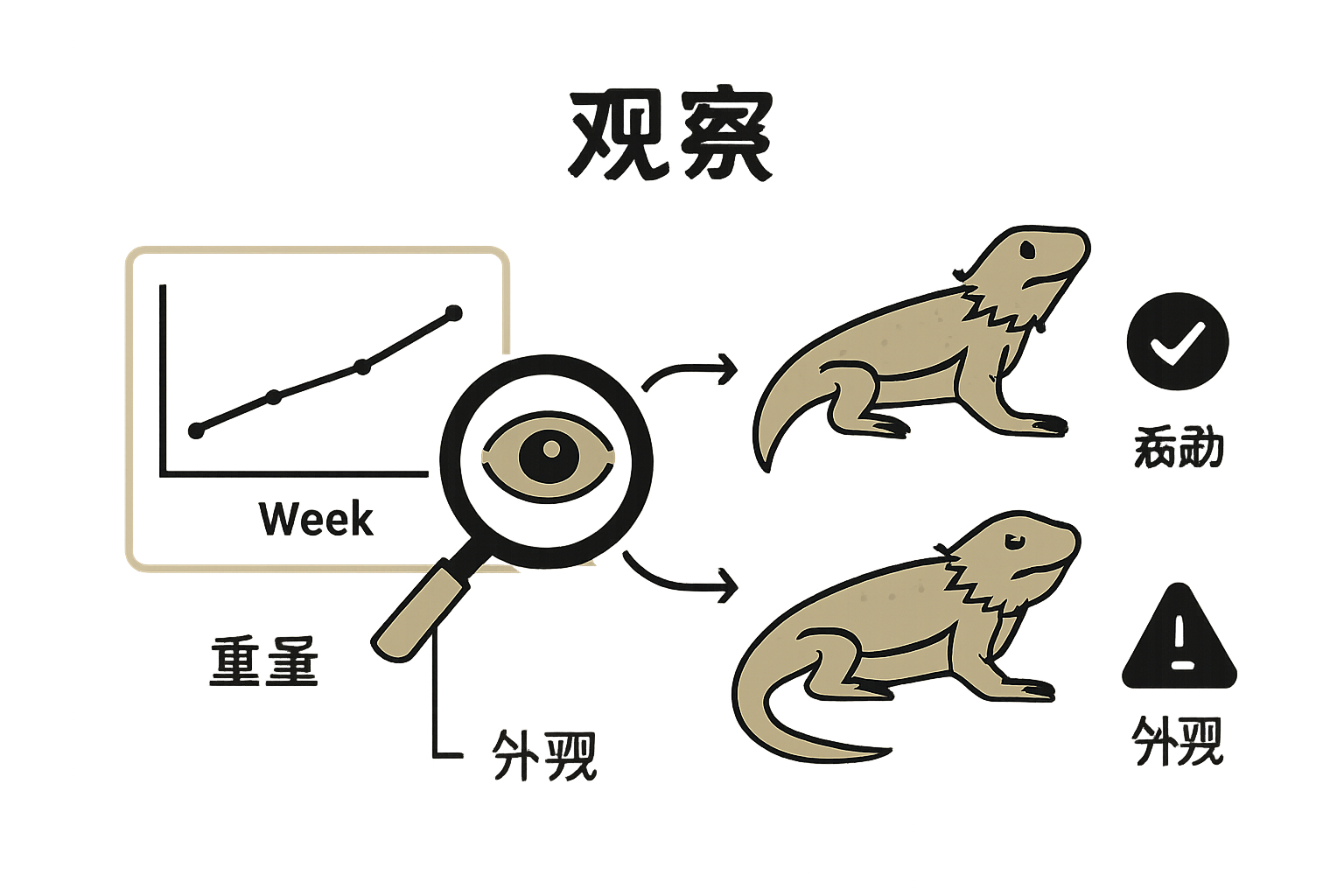 Bearded dragon health tracking infographic