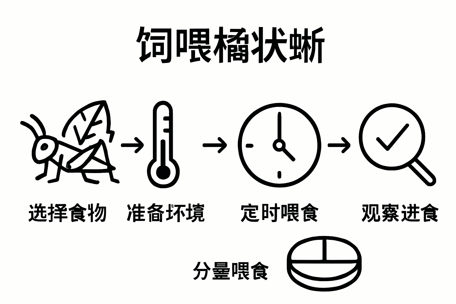 Infographic of bearded dragon feeding steps