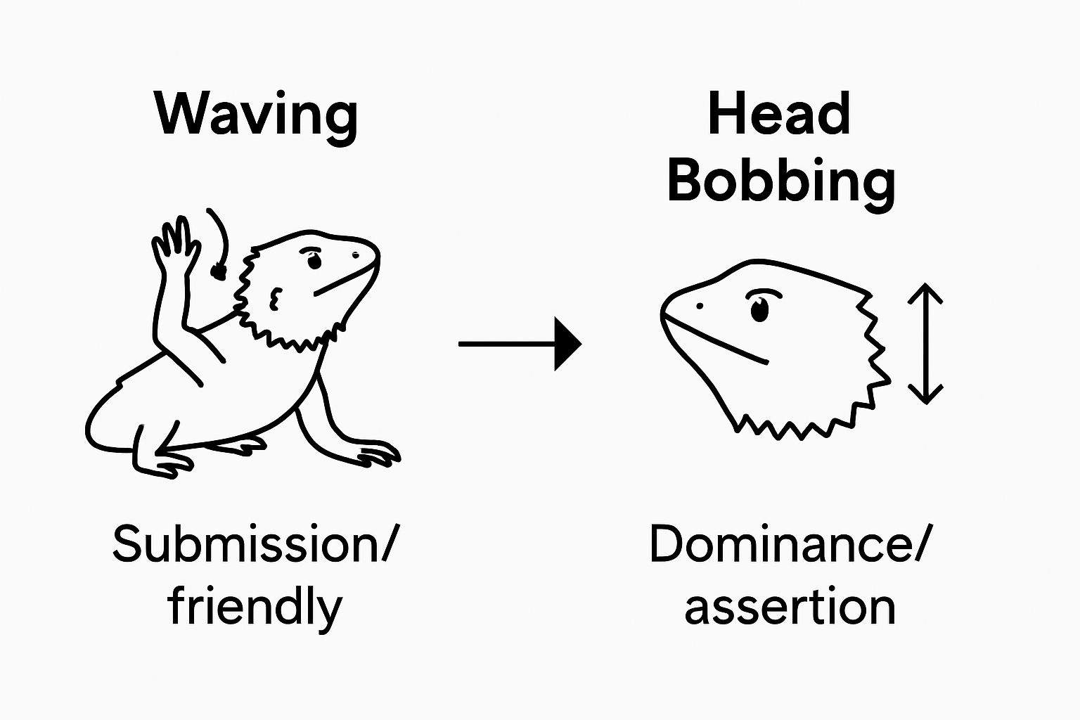 Comparison of waving and head bobbing behavior