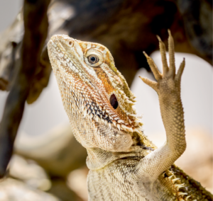 Bearded dragons interacting territorial display