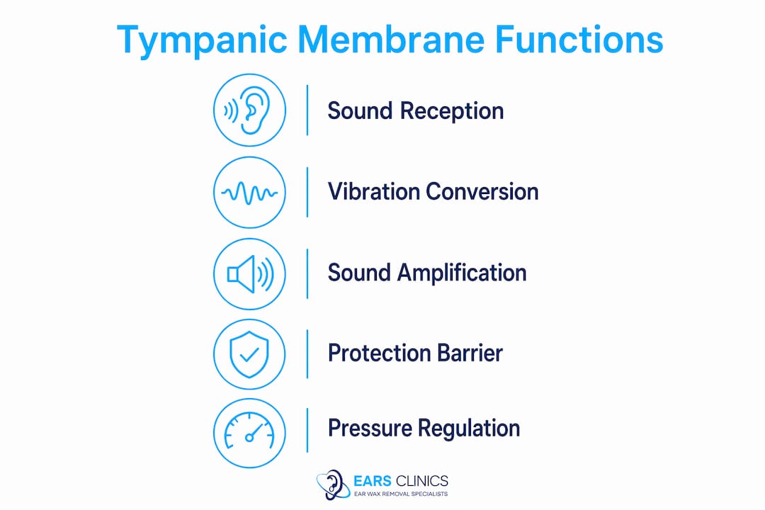 Infographic outlining tympanic membrane key functions