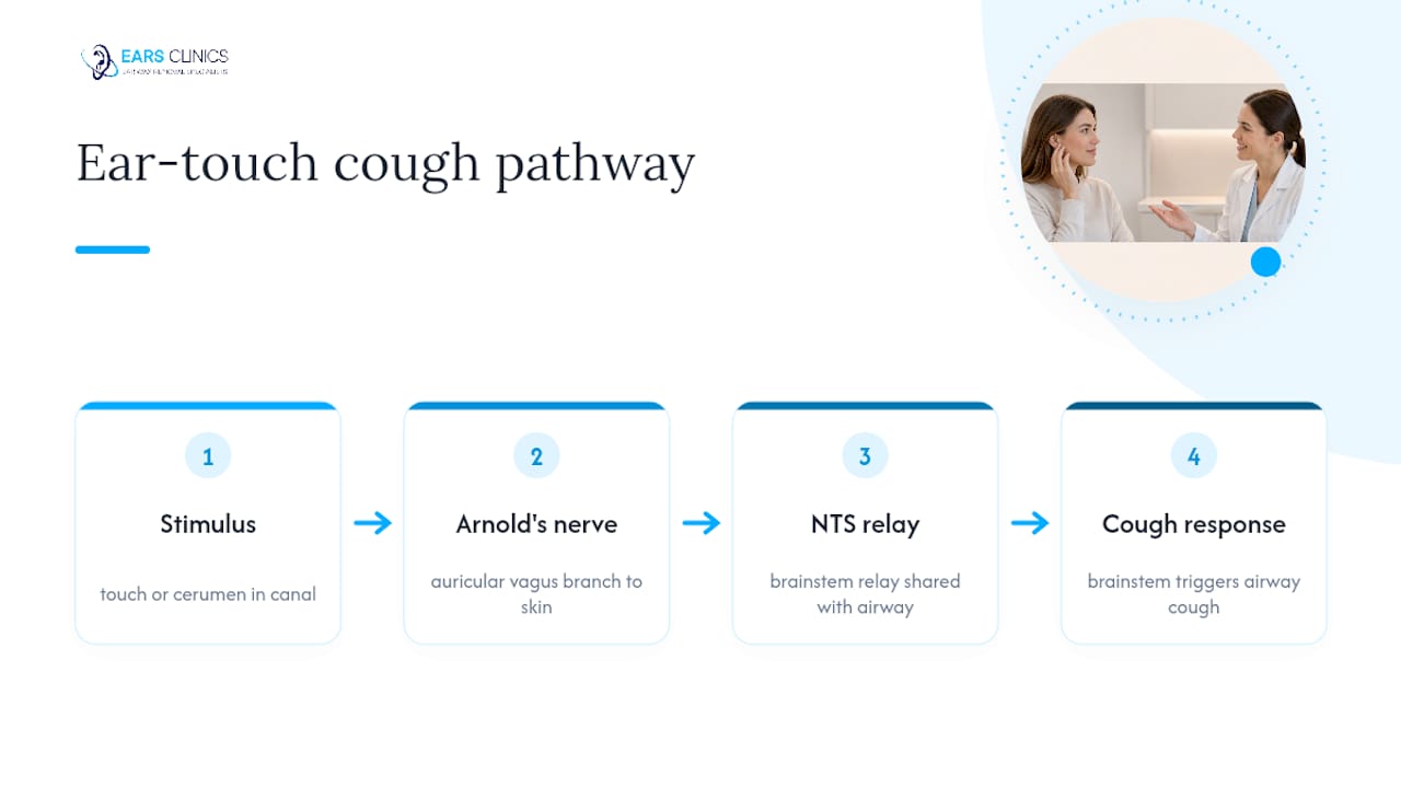 Nerve pathway linking ear stimulation to coughing