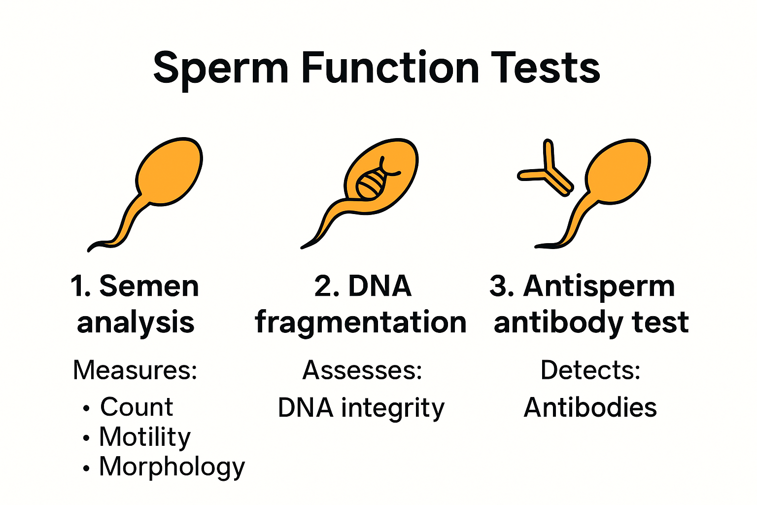 Infographic of sperm function test types and purposes