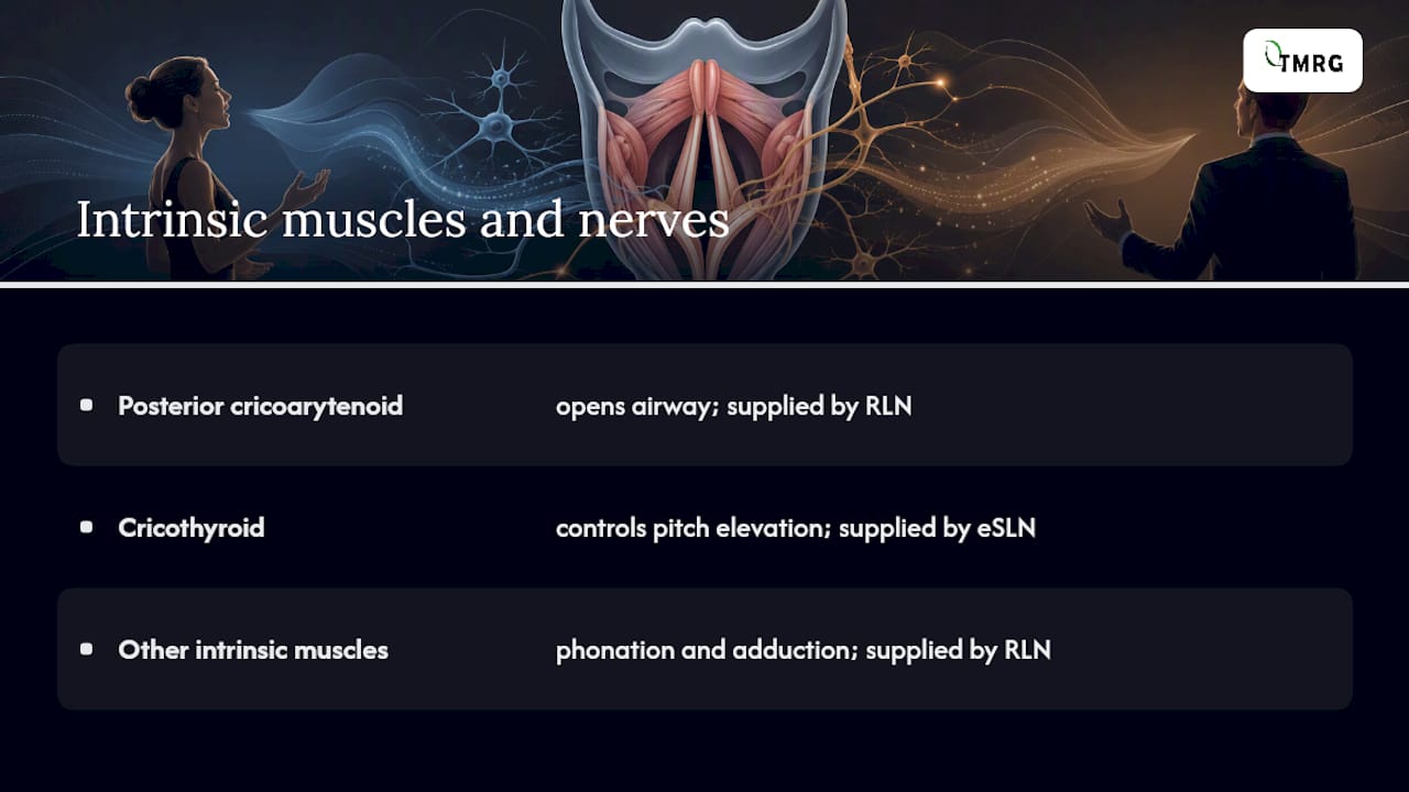 Diagram of intrinsic laryngeal muscle functions