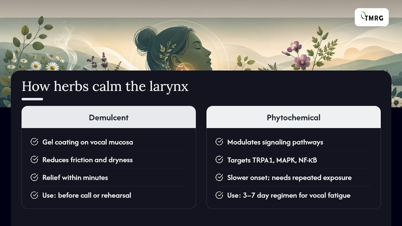 Diagram of herbal anti-inflammatory mechanisms for vocal cords