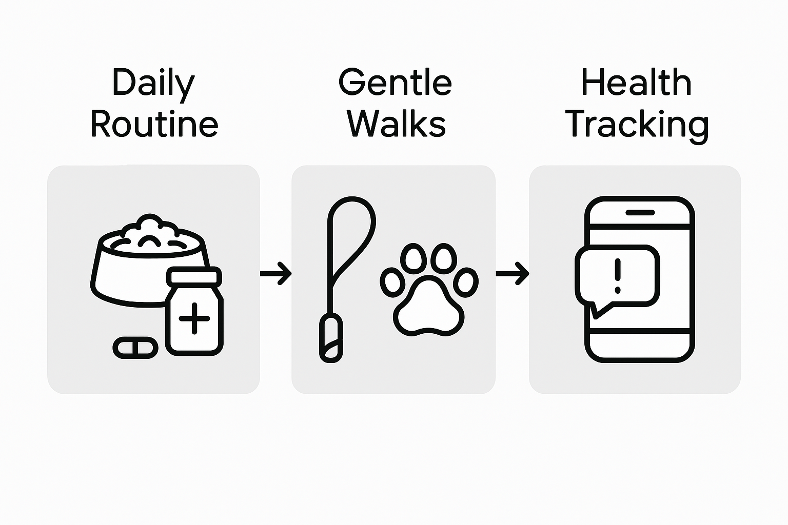 Infographic on daily care tips for aging dogs