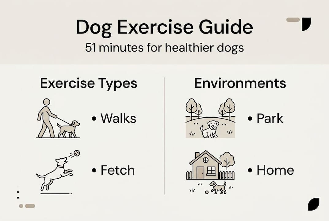 Infographic showing dog exercise types and environments