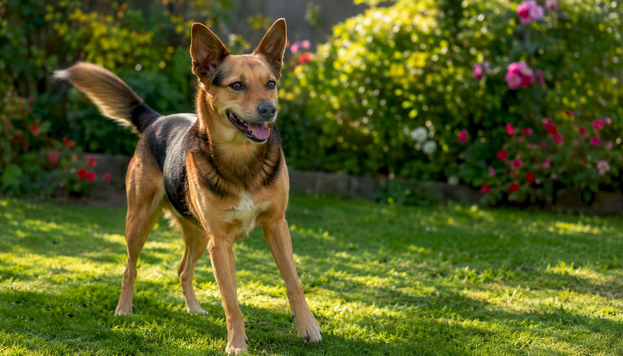 Close-up of dog body language outdoors