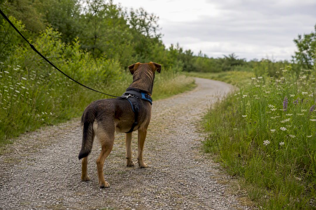 Dog on long line leash and harness training