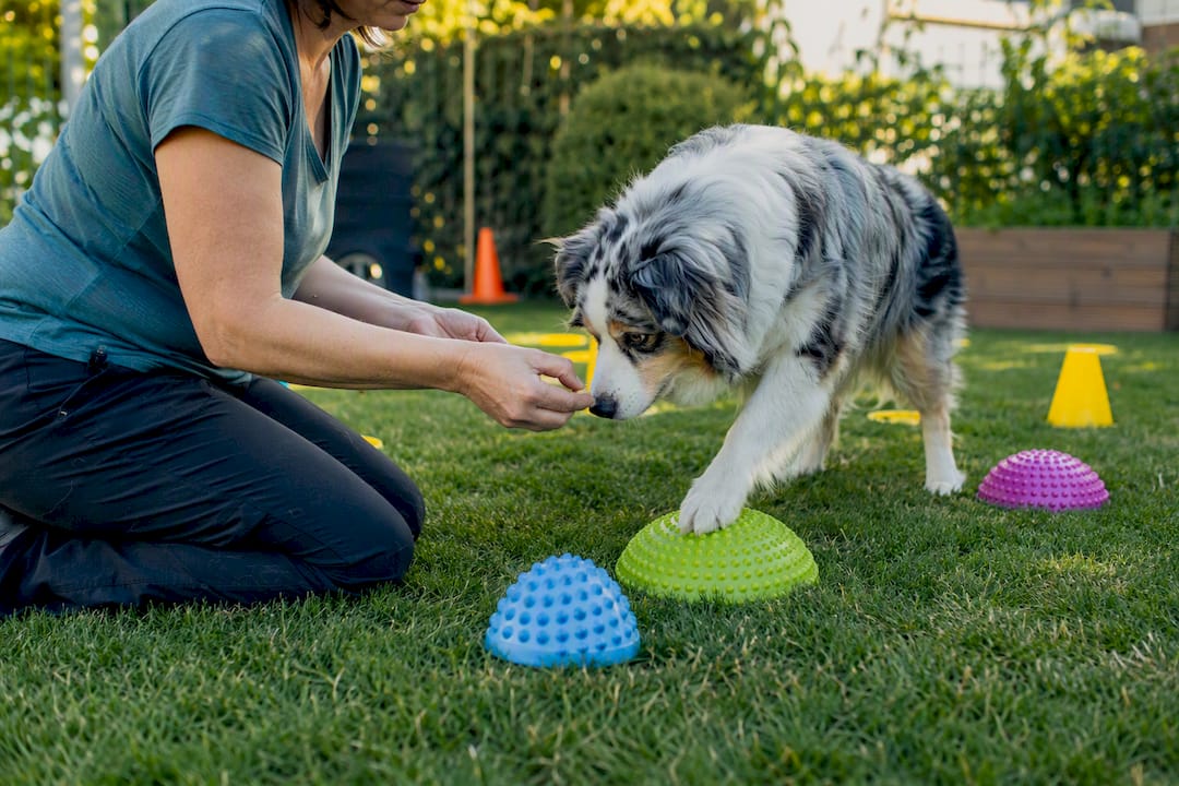 Trainer shaping dog alert behaviors