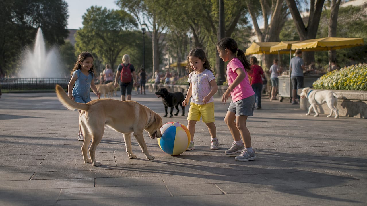 Dog meeting other dogs and people in park