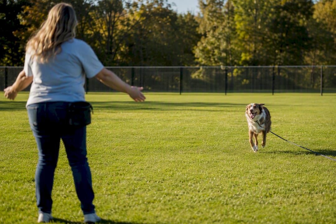 Dog returning during long-line recall training