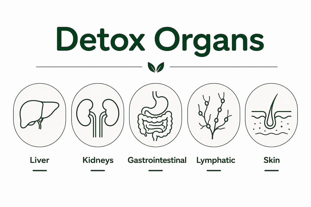 Infographic showing hierarchy of detox organs