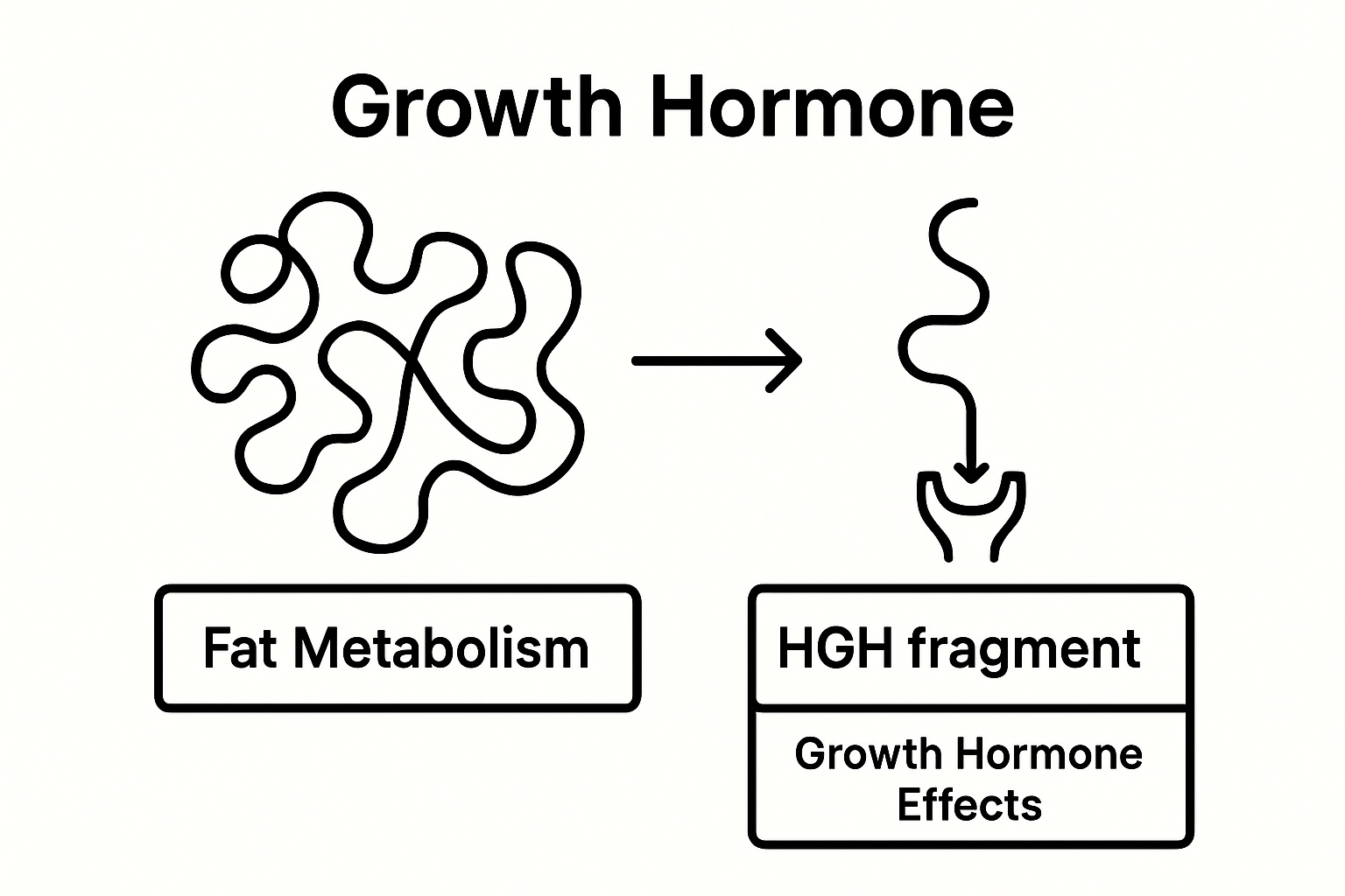 Infographic comparing HGH fragment and full hormone