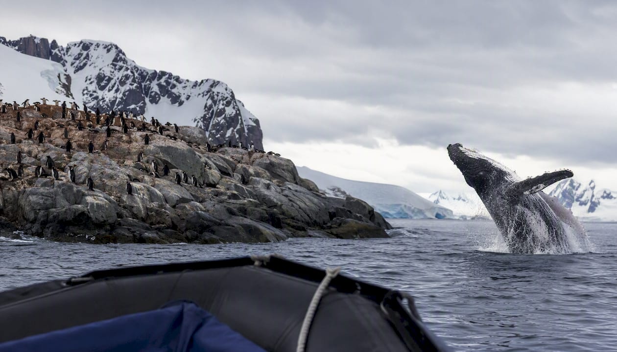 Penguins and whale near Zodiac boat in Antarctica