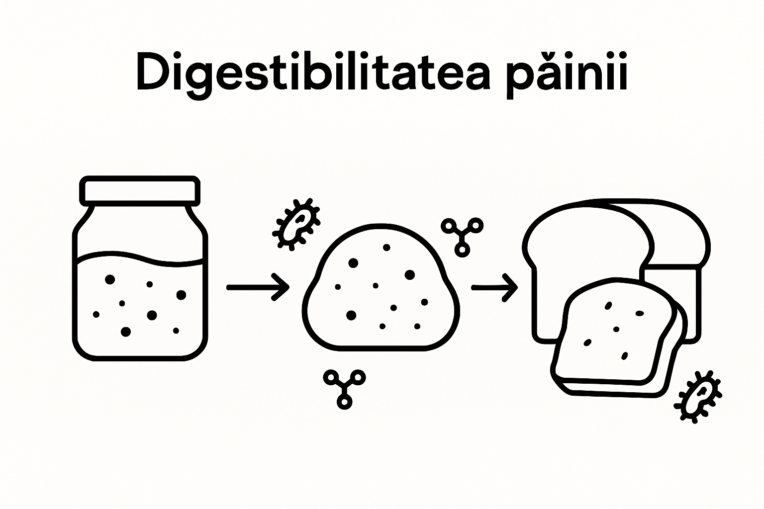 Infografic cu cele 5 etape ale fermentării aluatului cu maia: activare, hrănire, fermentare, dospit și coacere