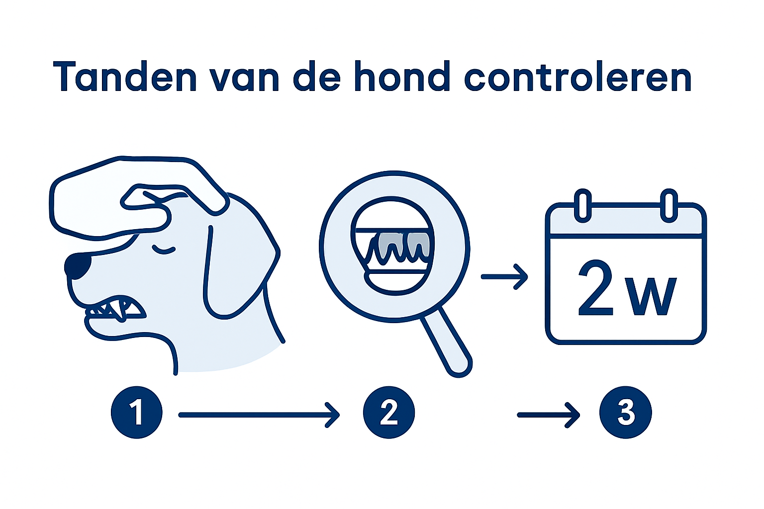 Infographic: Zo controleer je in 3 stappen het gebit van je hond