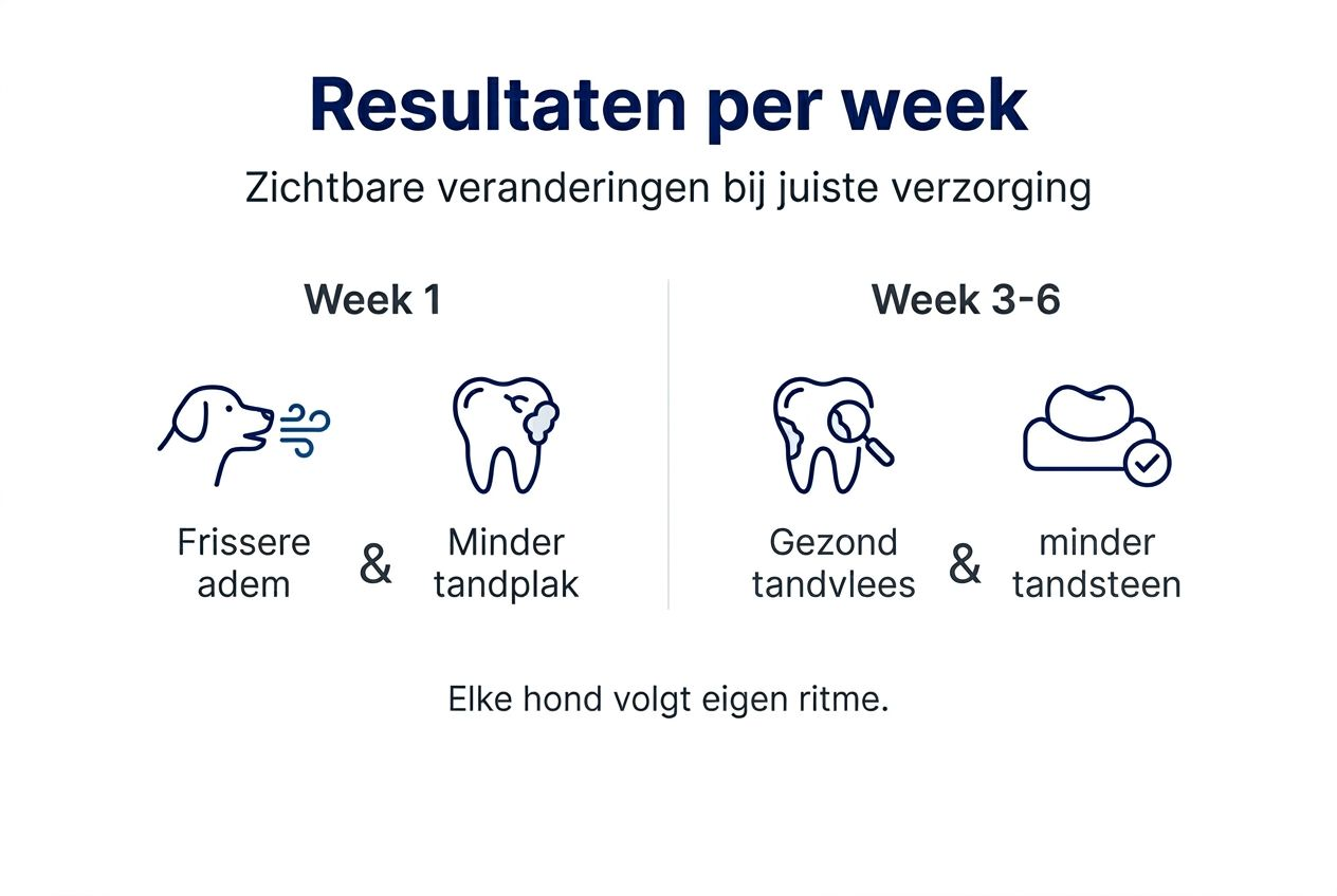 Infographic: het effect van gebitsverzorging bij honden in een tijdlijn