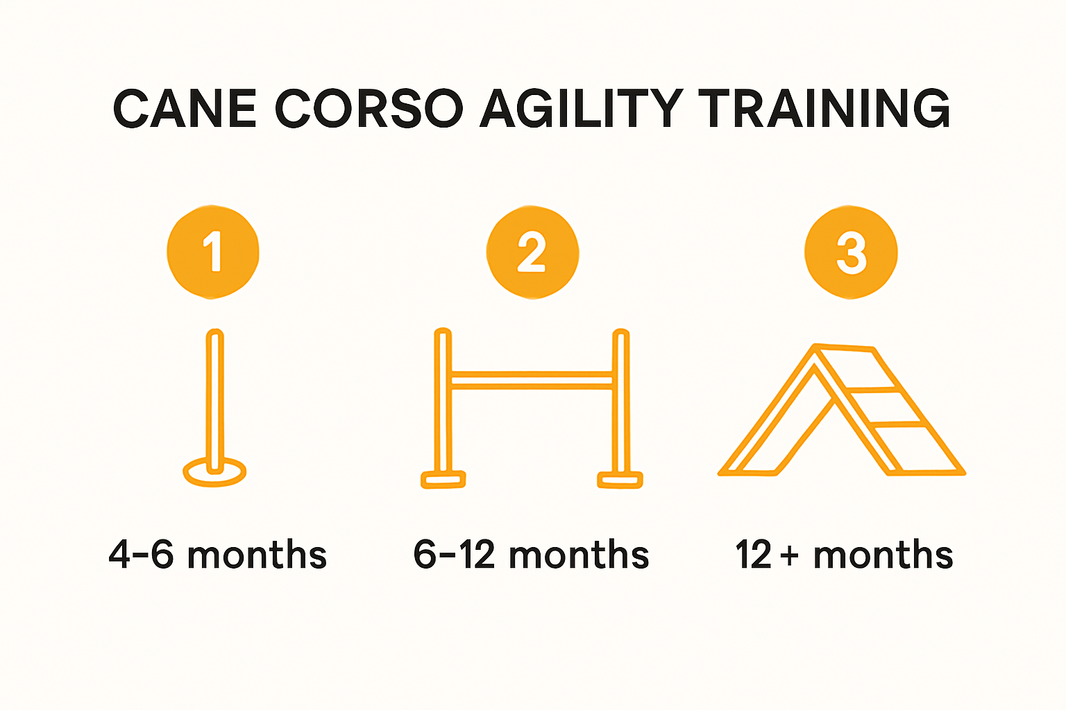 Infographic showing Cane Corso agility training progression by age.
