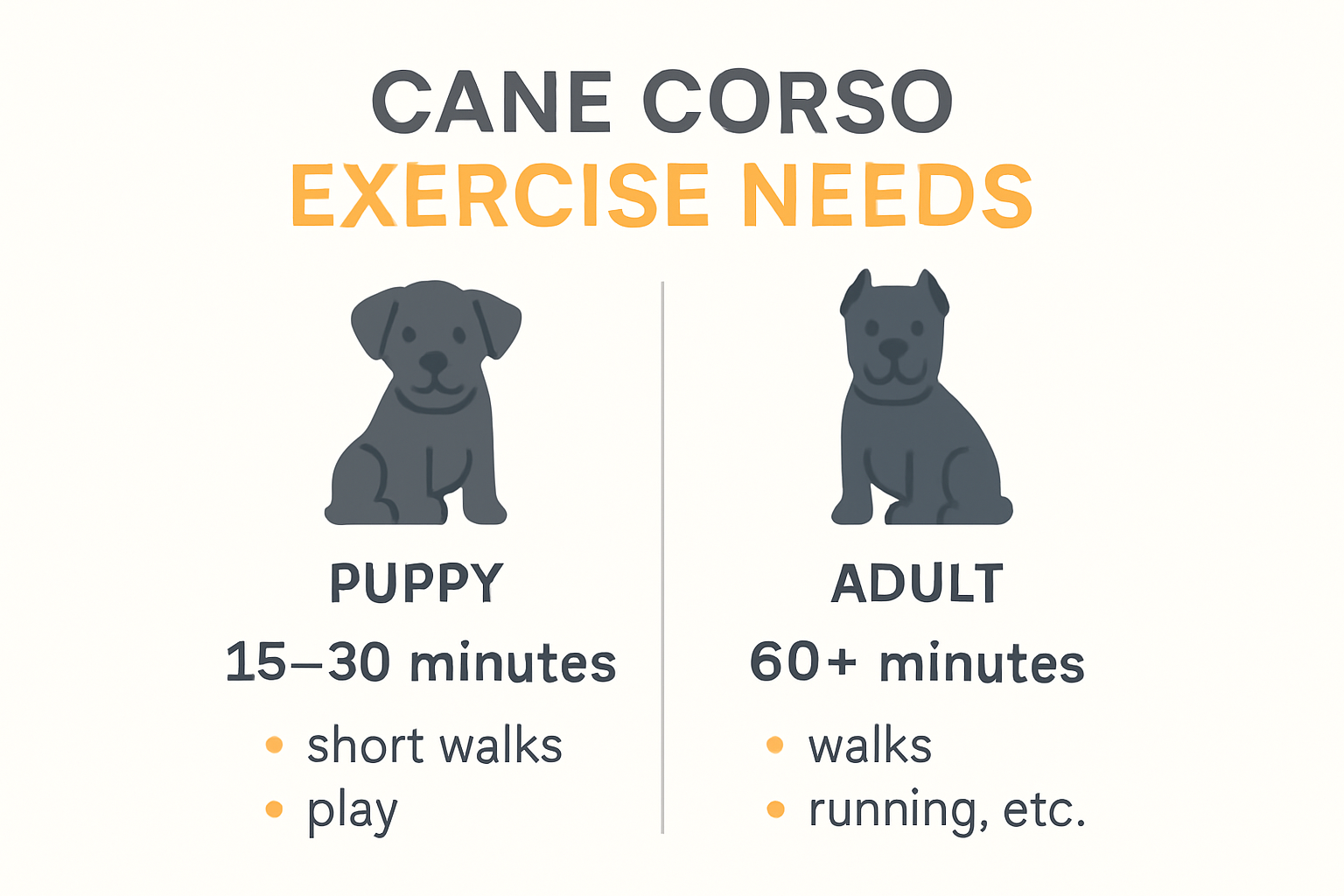 Cane Corso exercise routine by age infographic