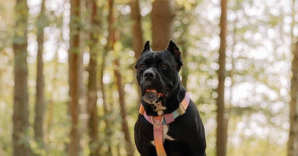 Cane Corso and English Mastiff in park with natural banner displaying section text