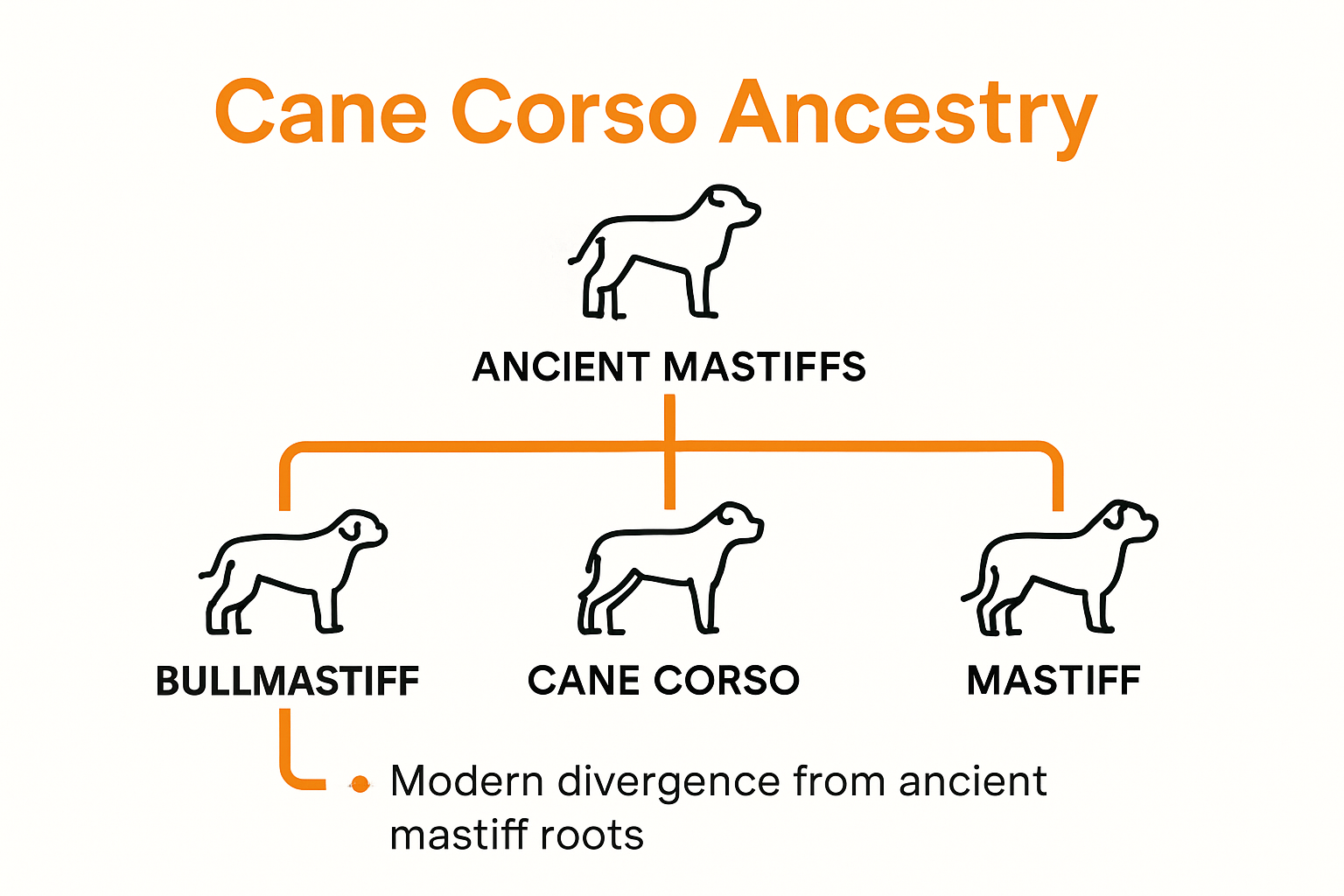 Infographic showing Cane Corso vs other mastiff breed evolution
