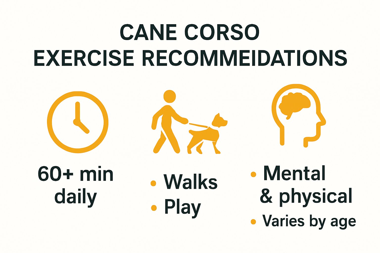 Infographic explaining Cane Corso dog exercise recommendations